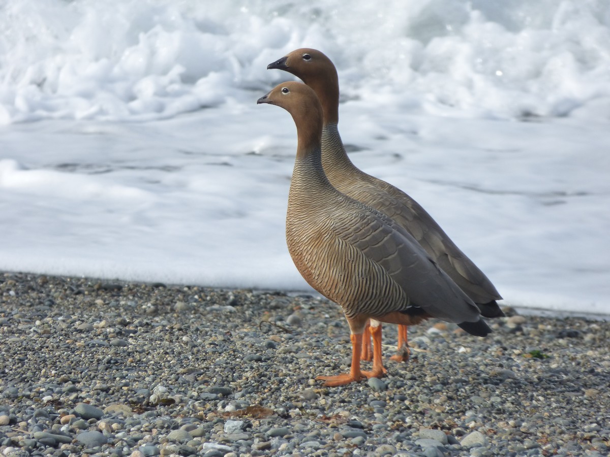 Ruddy-headed Goose - ML643378924