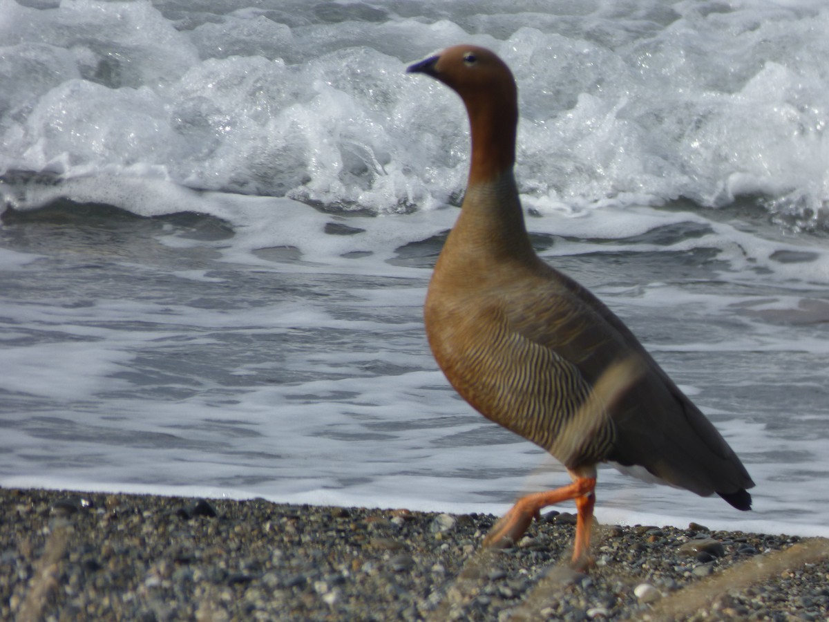 Ruddy-headed Goose - ML643378926