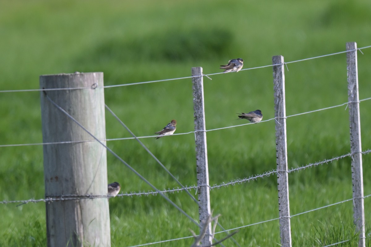 Fairy Martin - ML643378940