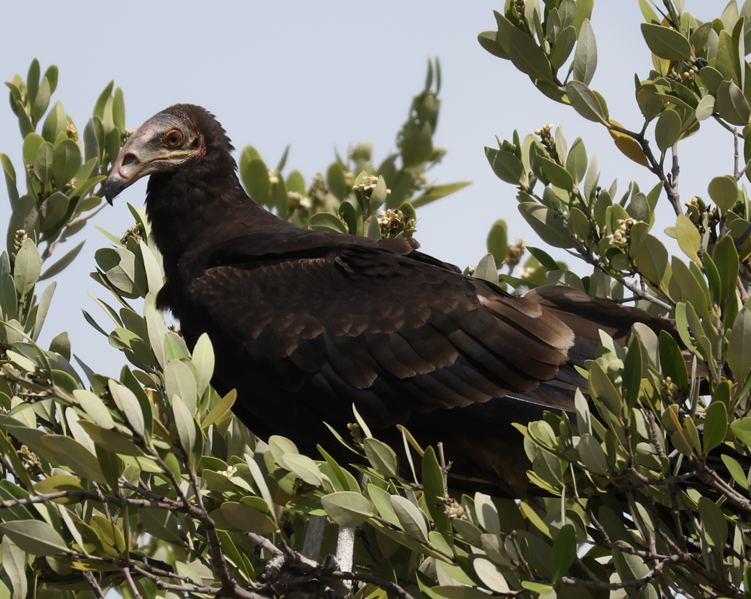 Lesser Yellow-headed Vulture - ML643378952
