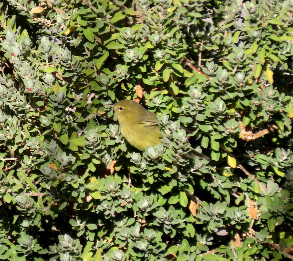 Orange-crowned Warbler - ML643378966