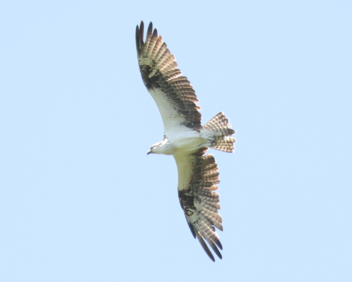 Osprey - ML643378972