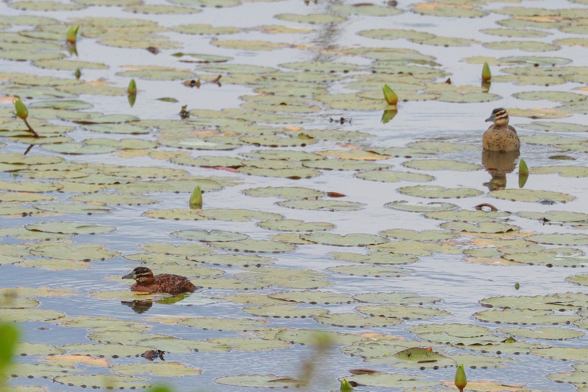 Masked Duck - ML643378974