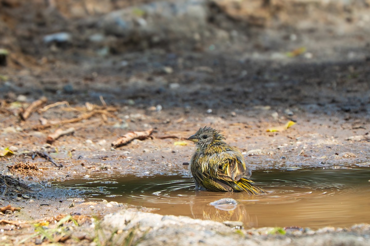 Saffron Finch - ML643378981