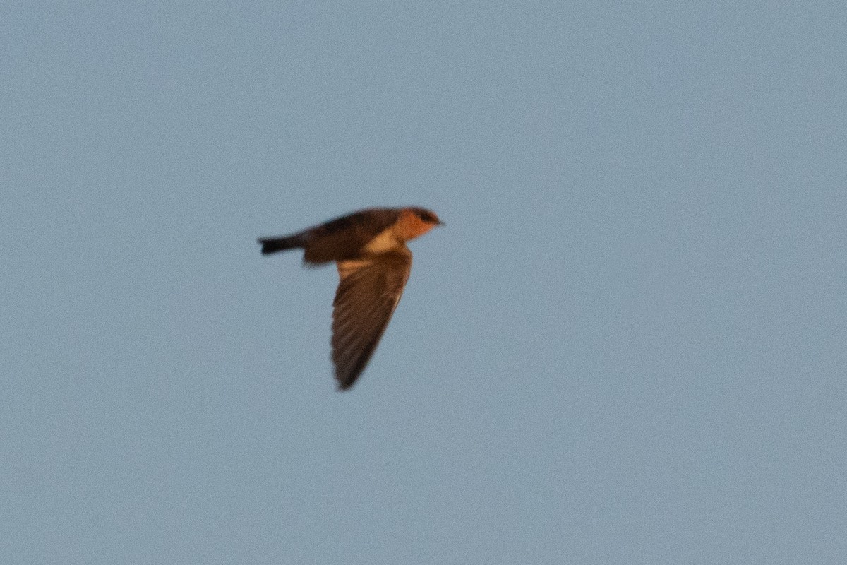 Cave Swallow - ML643378994