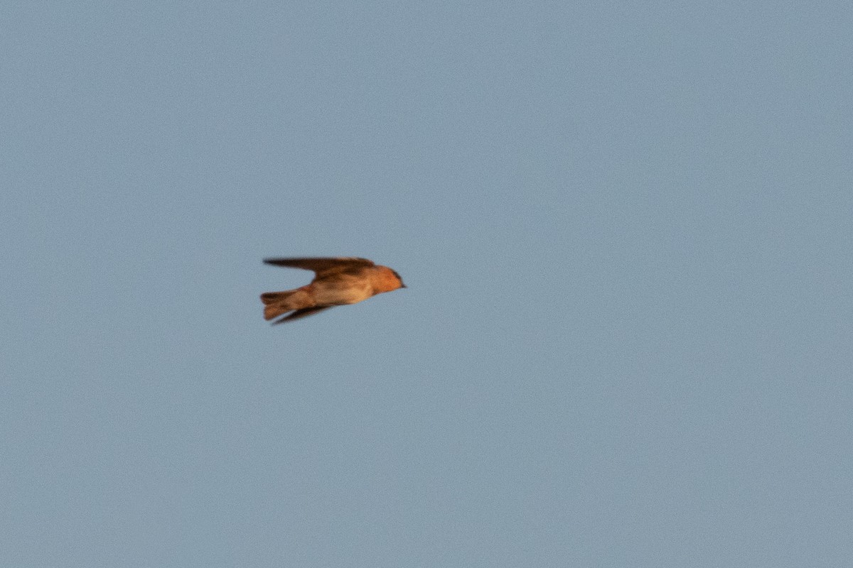 Cave Swallow - ML643378995