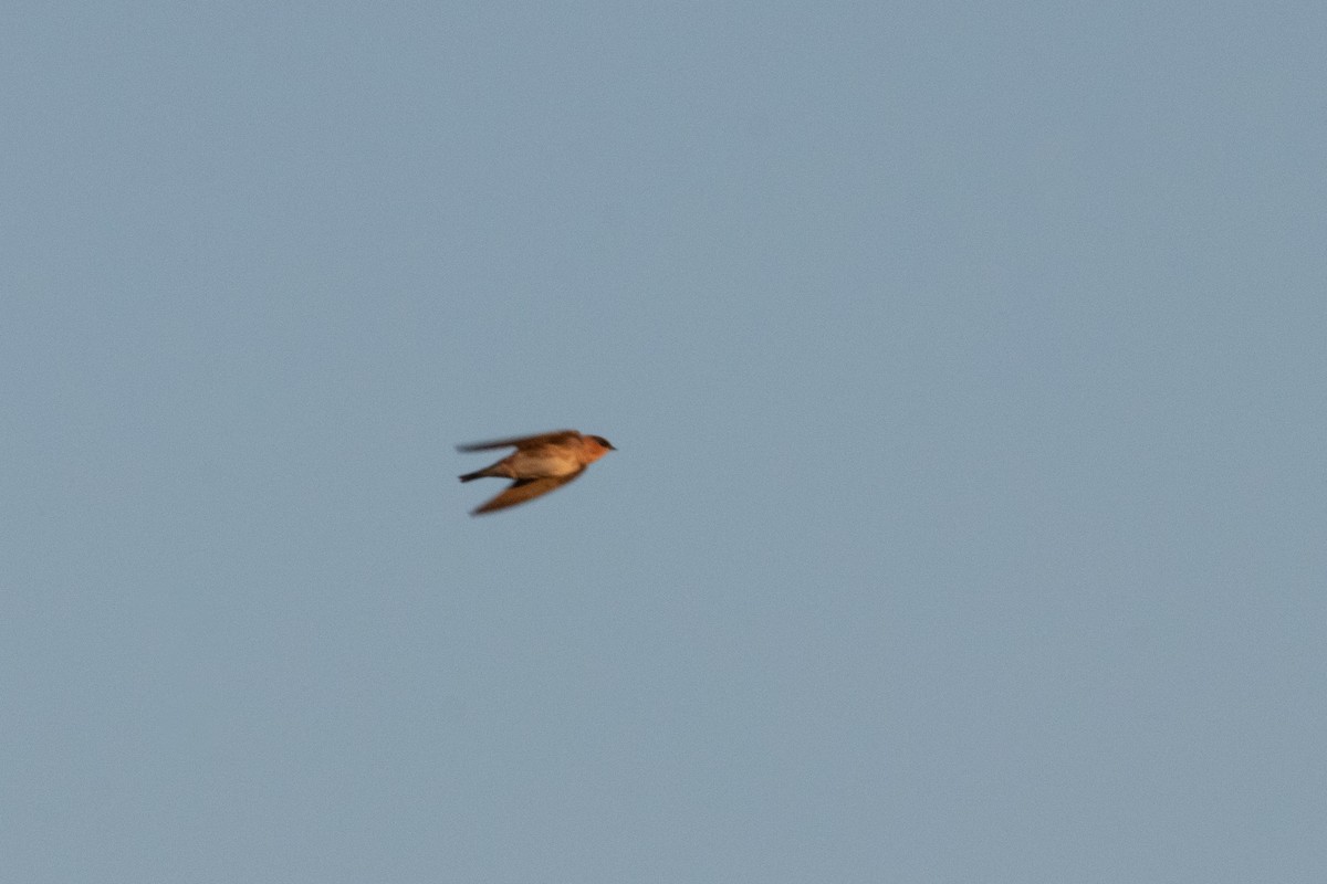 Cave Swallow - ML643378996