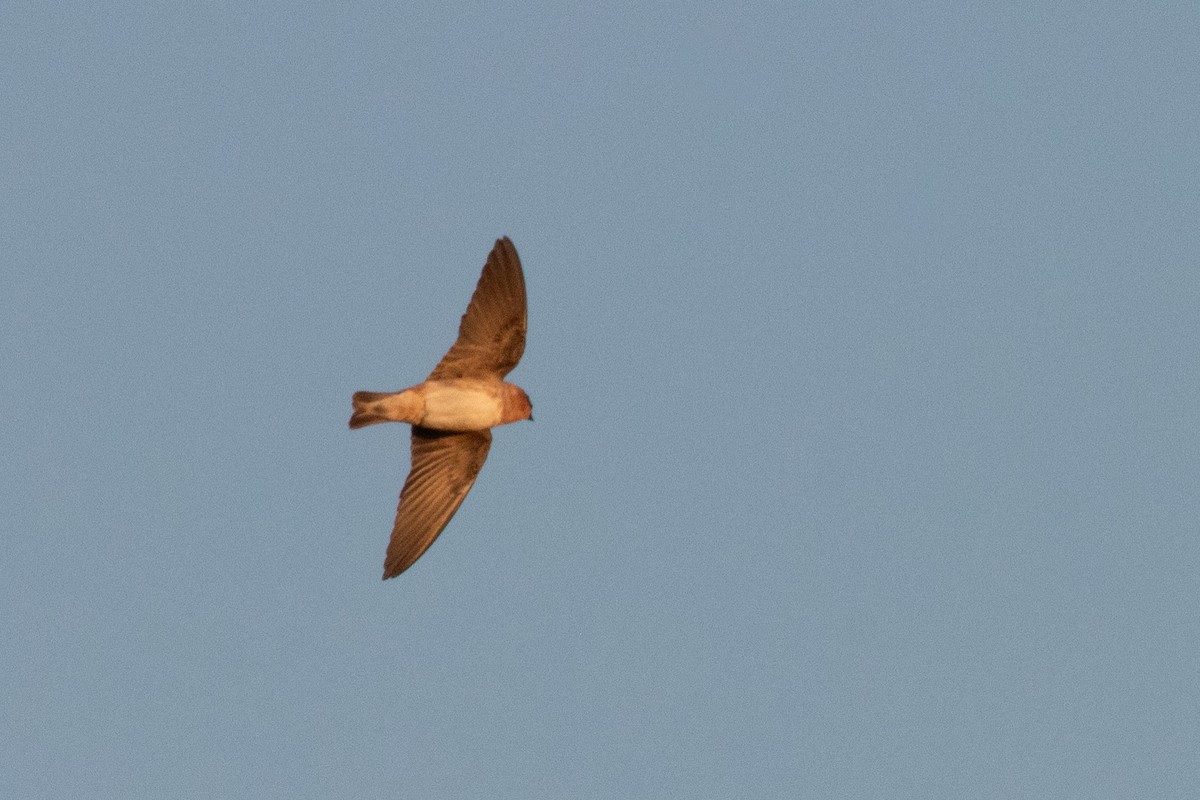 Cave Swallow - ML643378997