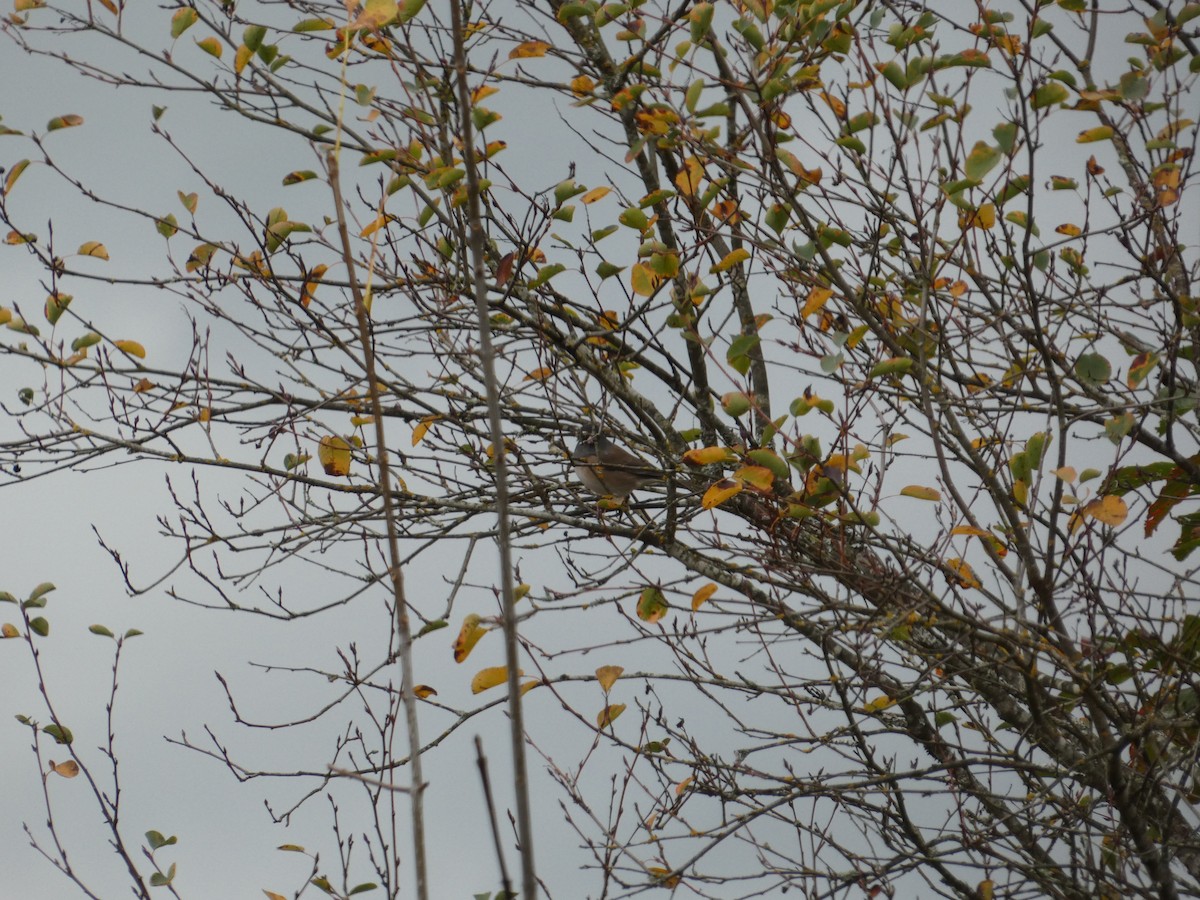 Dark-eyed Junco - ML643379013