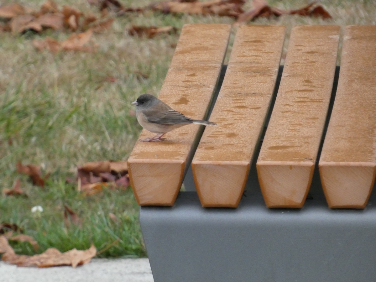 Dark-eyed Junco - ML643379014