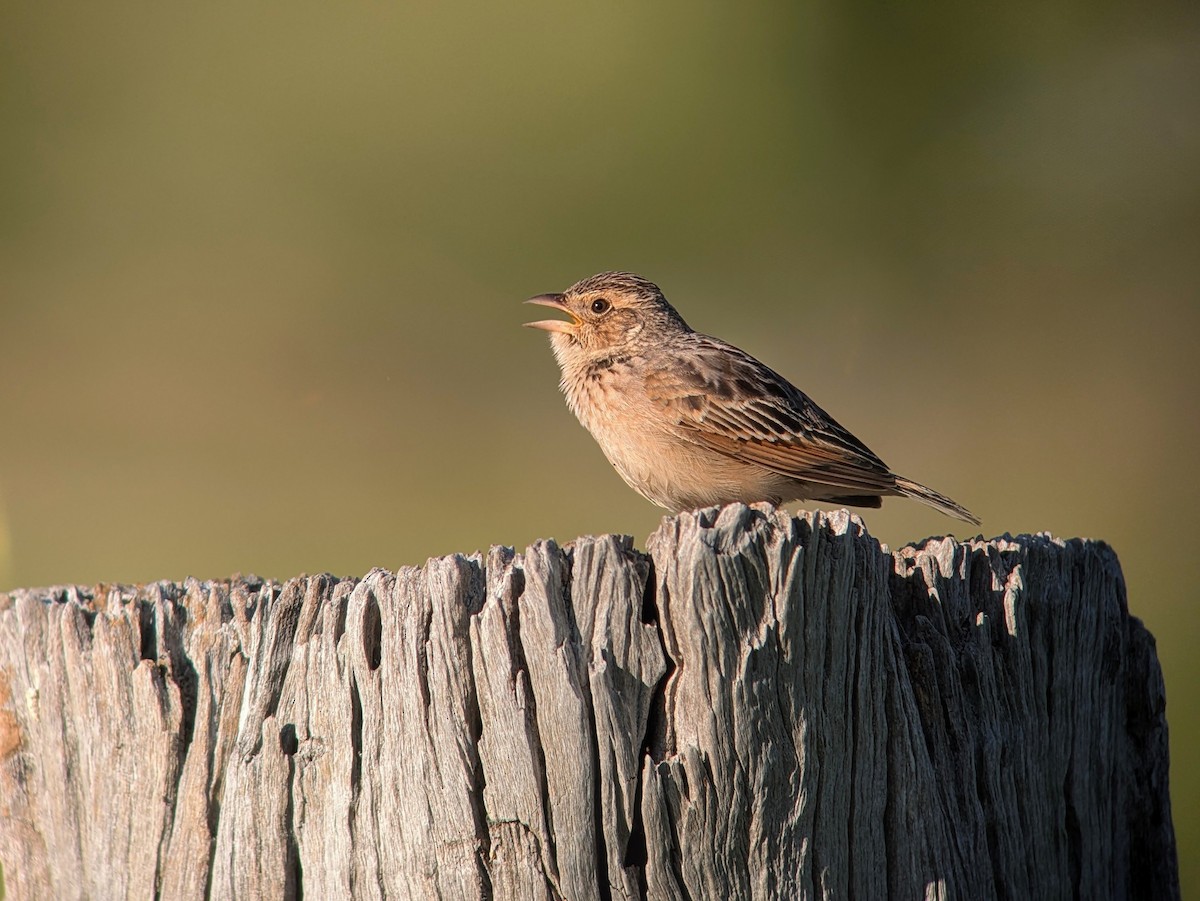 Singing Bushlark - ML643379016
