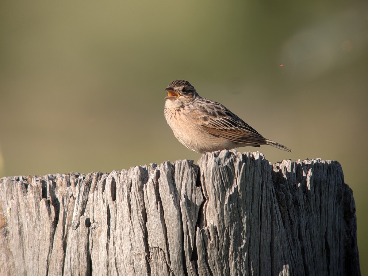 Singing Bushlark - ML643379017