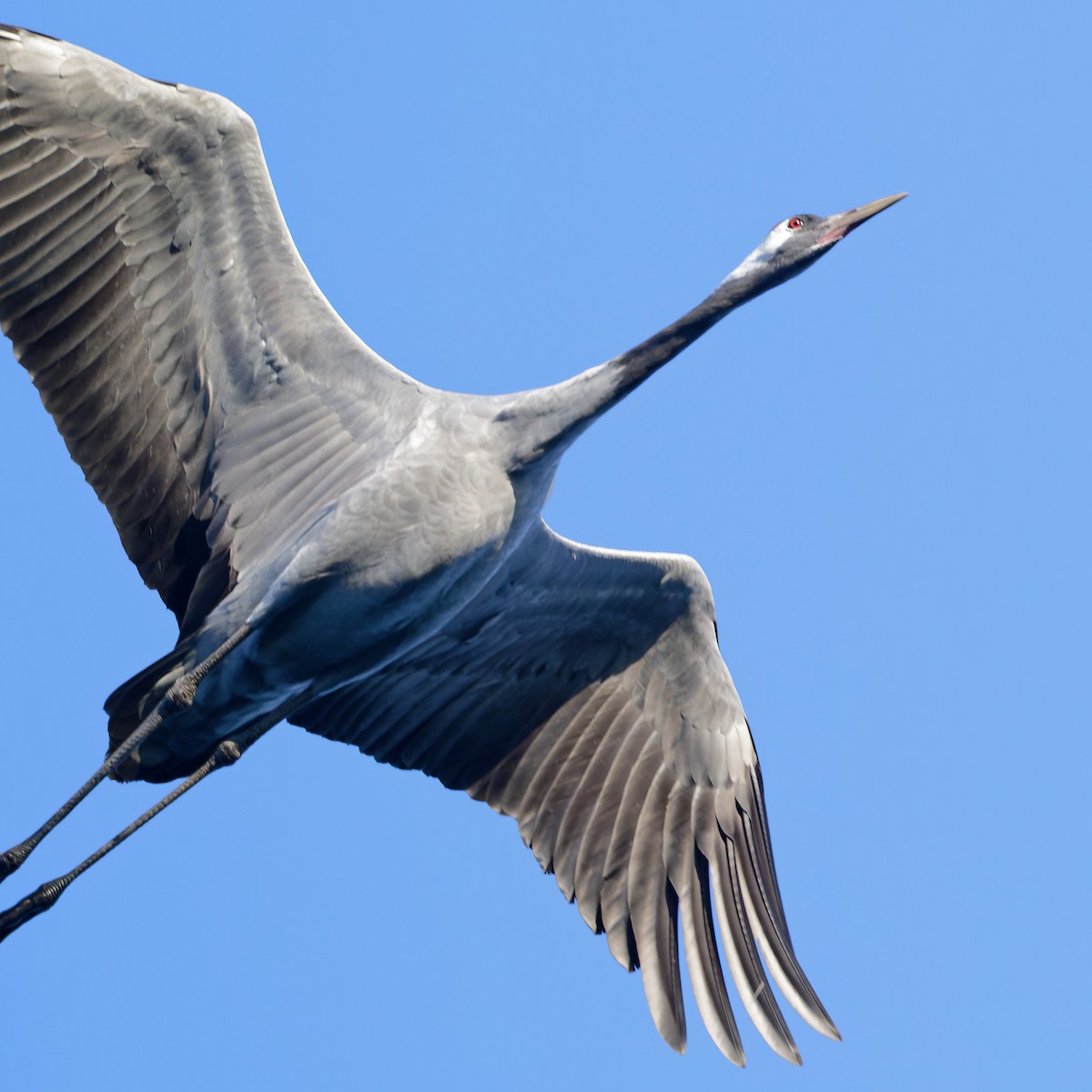 Common Crane - ML643379052