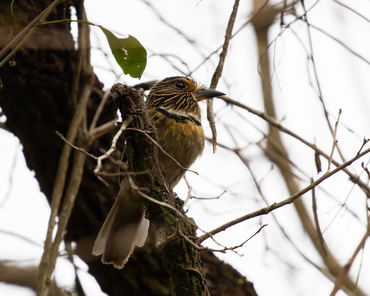 Crescent-chested Puffbird (Greater) - ML643379061