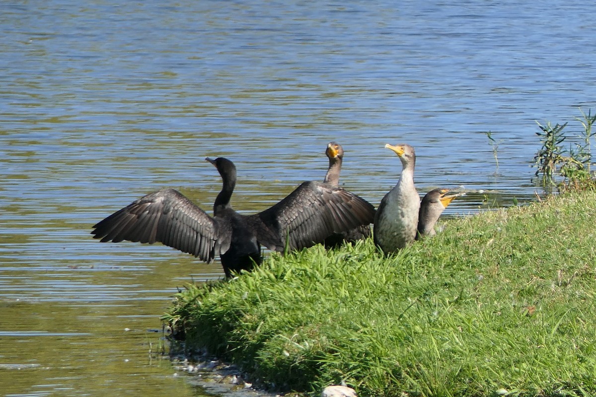 Double-crested Cormorant - ML643379062