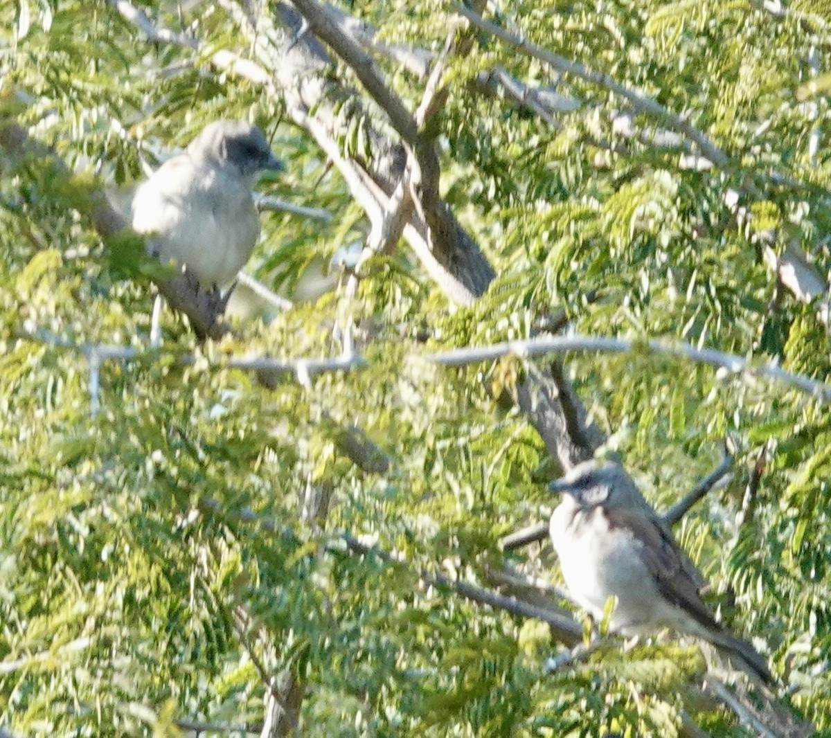 Southern Gray-headed Sparrow - ML643379075