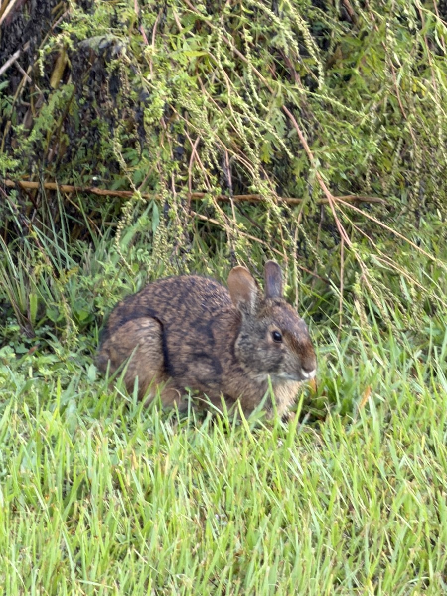 Marsh Rabbit - ML643379107