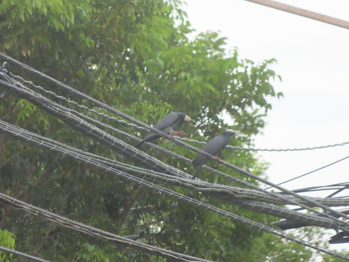 White-crowned Pigeon - ML643379112