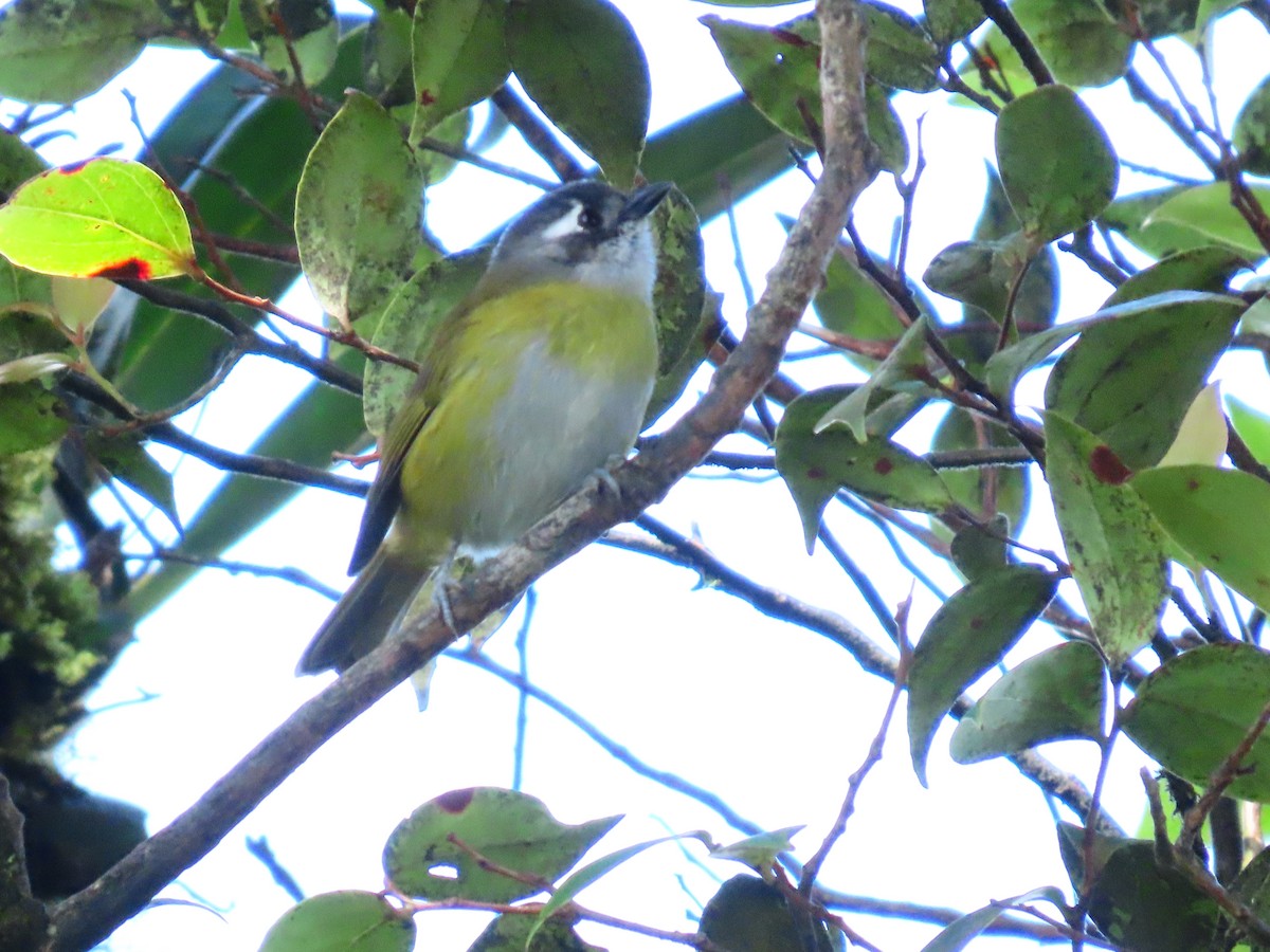Common Chlorospingus - ML643379124