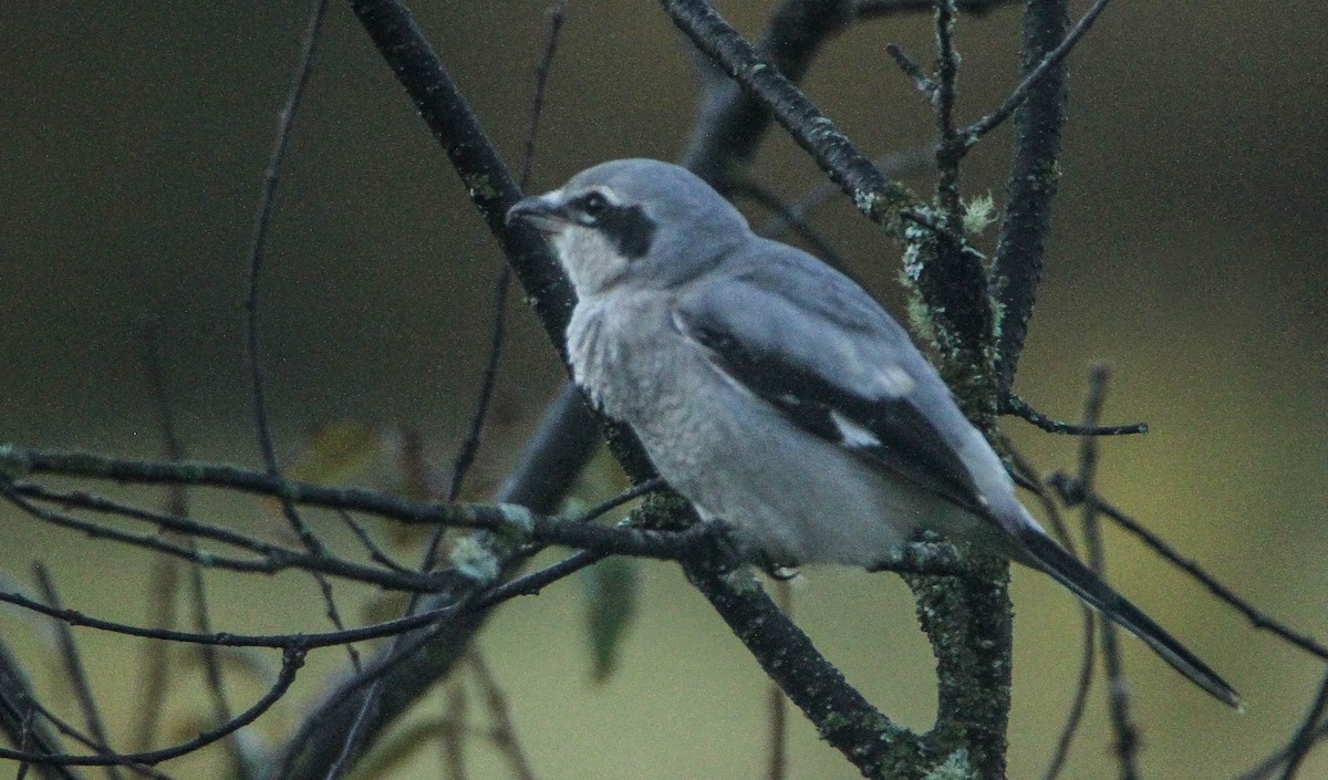 Alcaudón Boreal - ML643379158