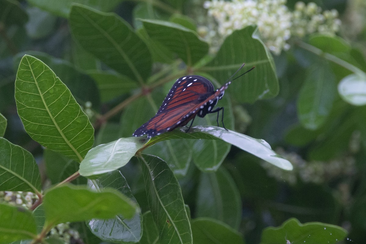 Florida Viceroy - ML643379219