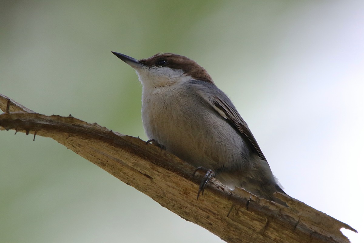 Brown-headed Nuthatch - ML643379234