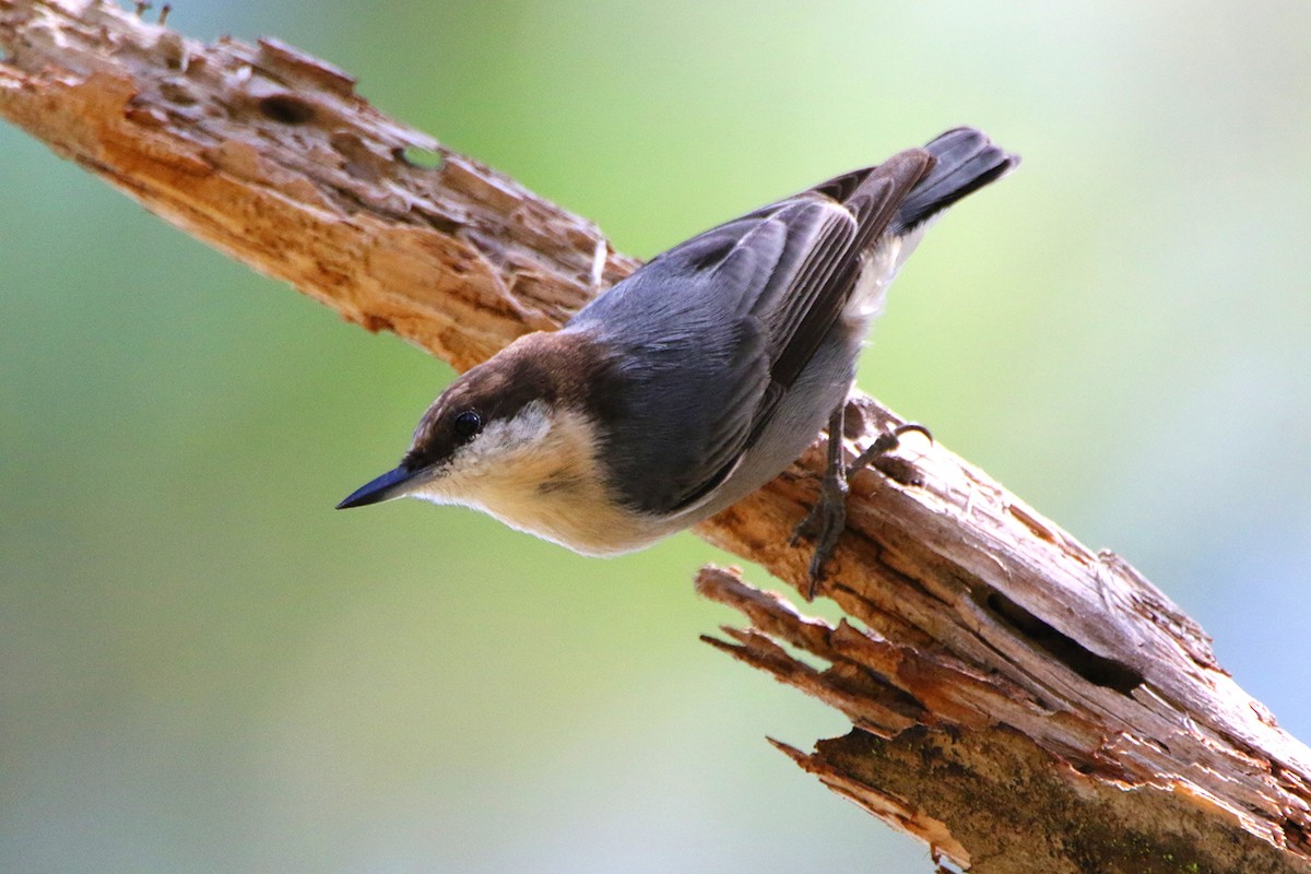 Brown-headed Nuthatch - ML643379235