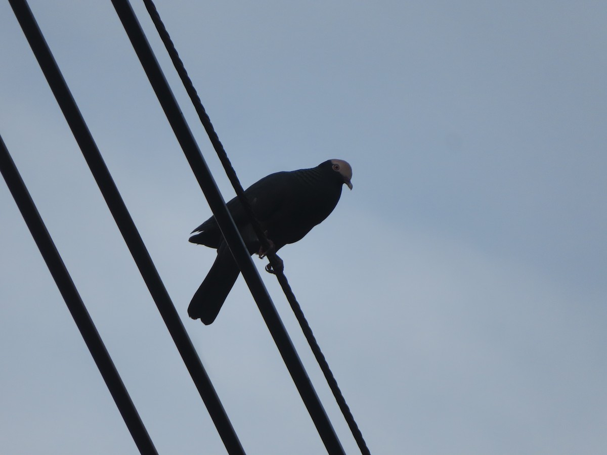 White-crowned Pigeon - ML643379238