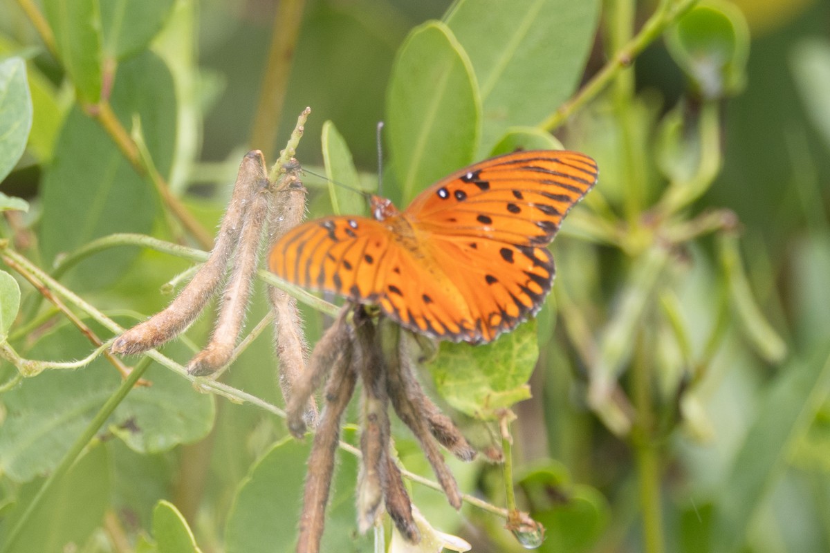 Gulf Fritillary - ML643379239