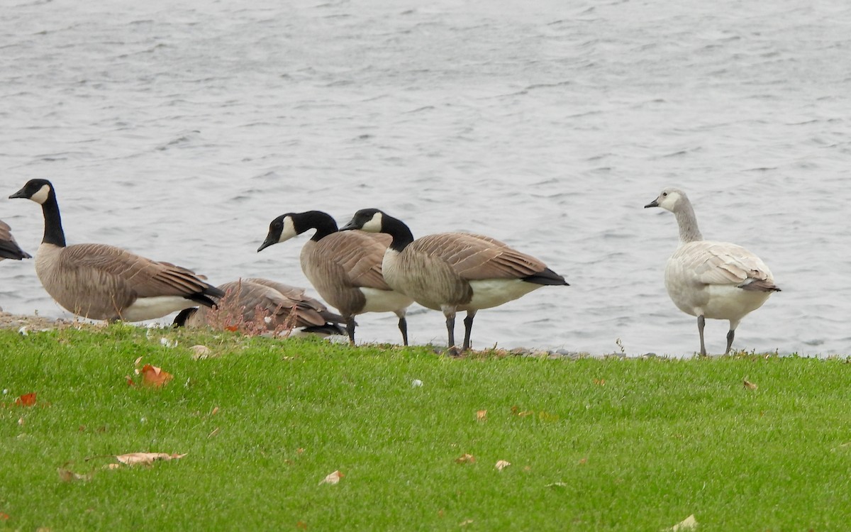 berneška velká - ML643379245