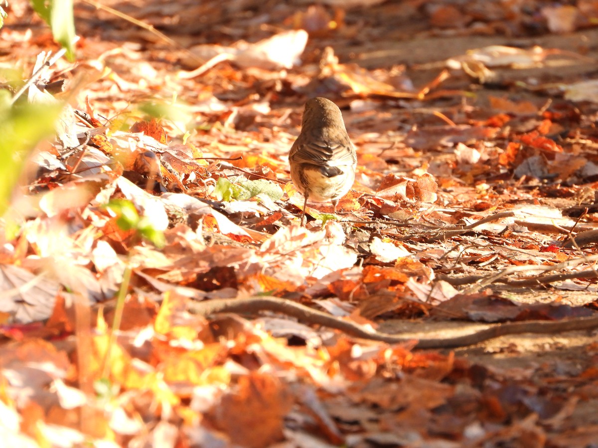 Dark-eyed Junco - ML643379256