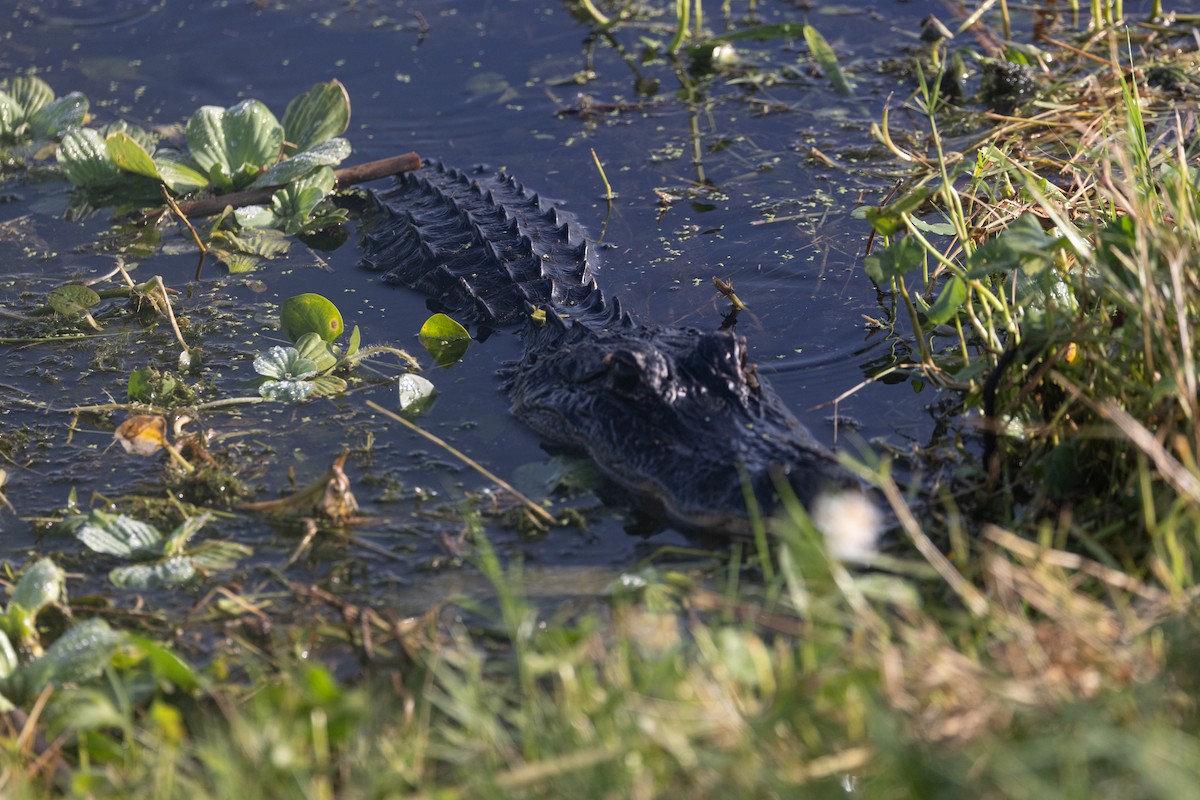 American Alligator - ML643379262
