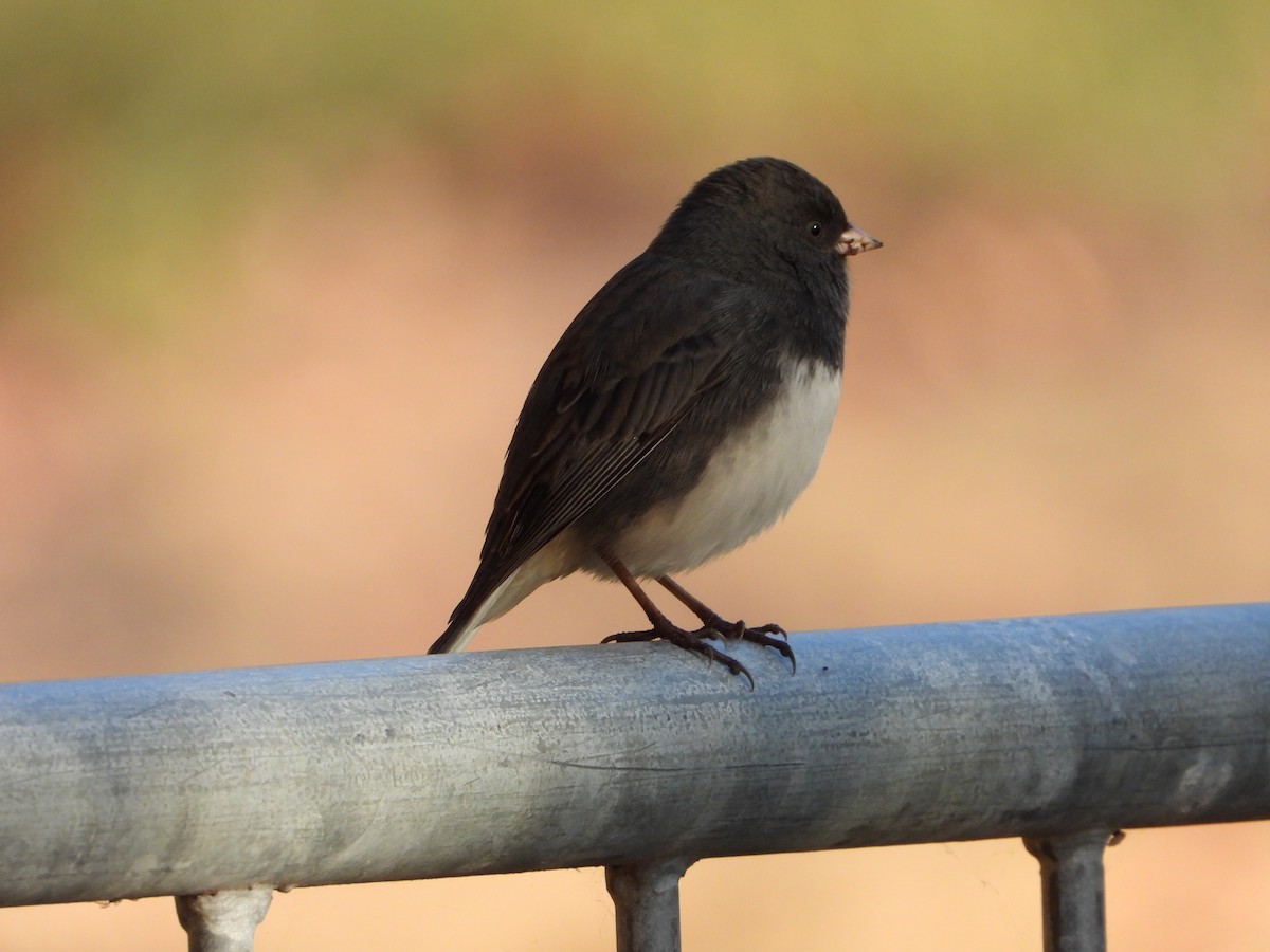 Dark-eyed Junco - ML643379273