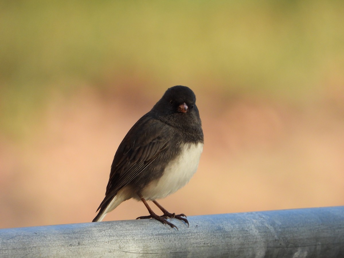 Dark-eyed Junco - ML643379277