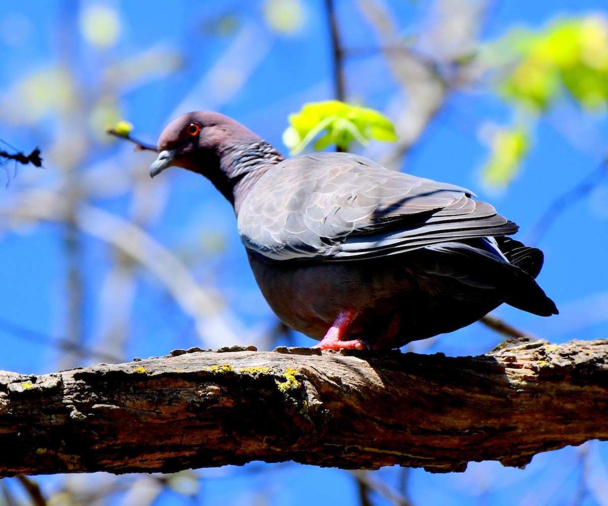 Picazuro Pigeon - ML643379279