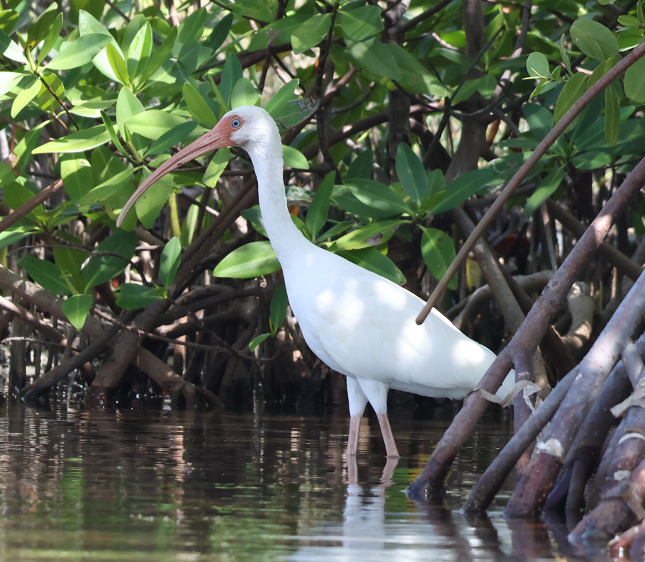 White Ibis - ML643379283