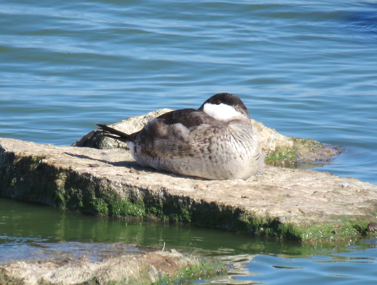 Ruddy Duck - ML643379284