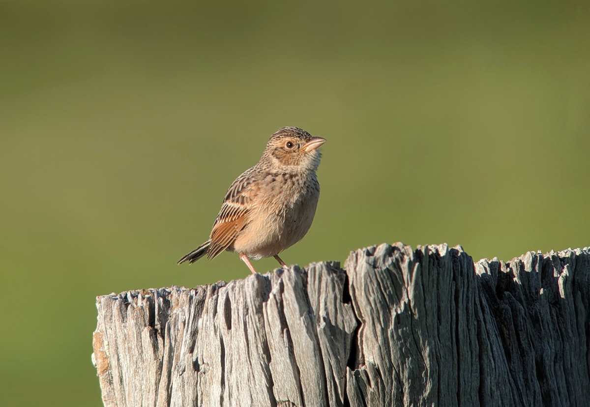Singing Bushlark - ML643379296