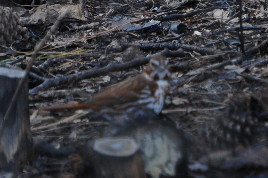 Fox Sparrow (Red) - ML643379300