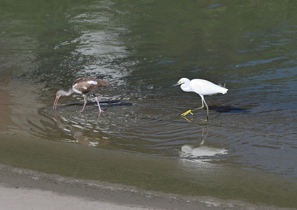 White Ibis - ML643379301