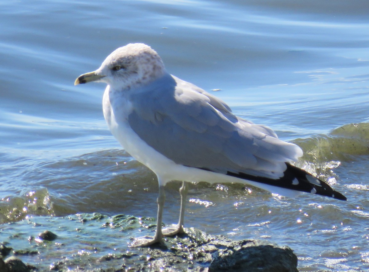 Ring-billed Gull - ML643379306