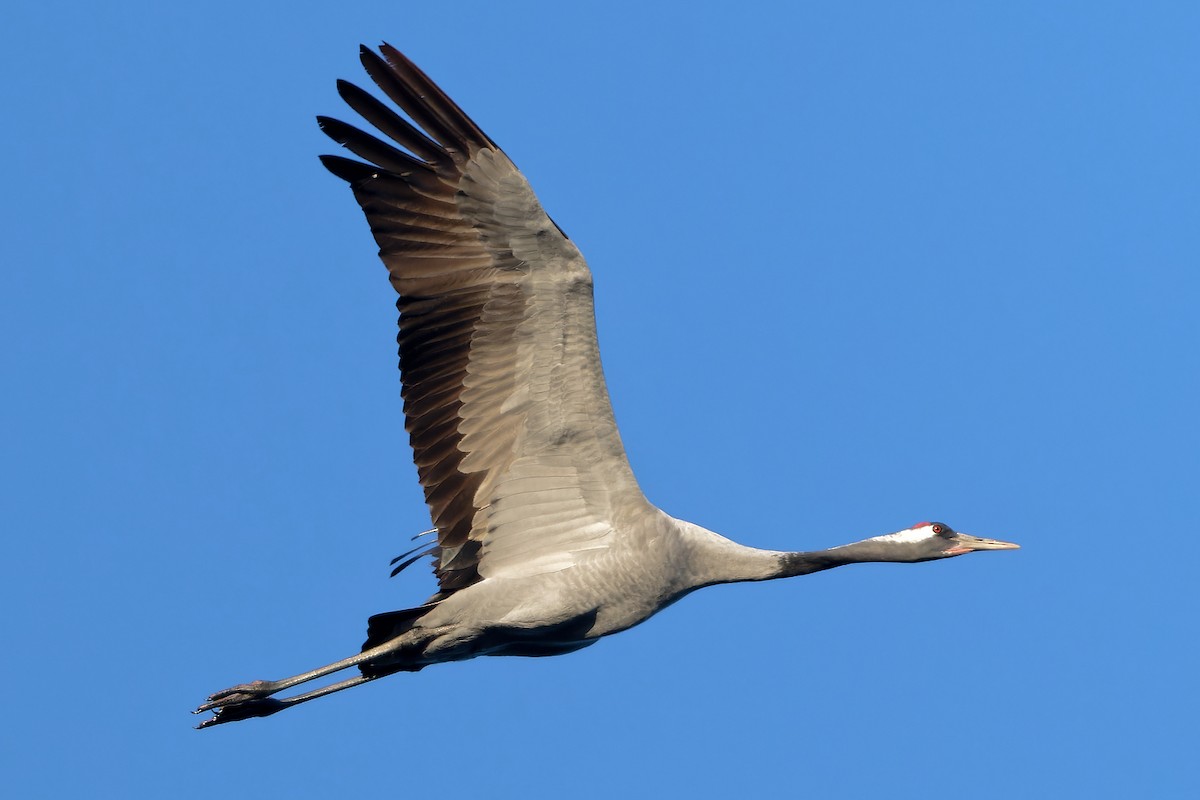 Common Crane - ML643379318