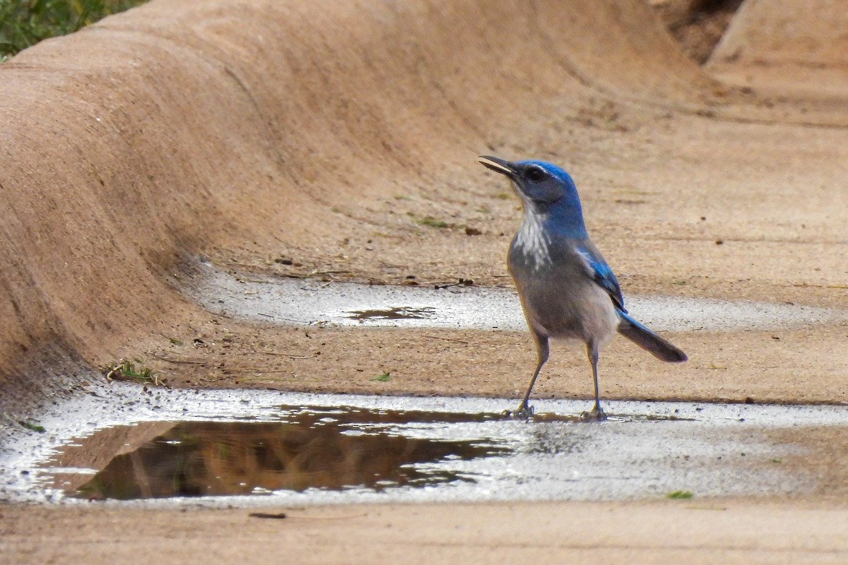 Woodhouse's Scrub-Jay - ML643379319