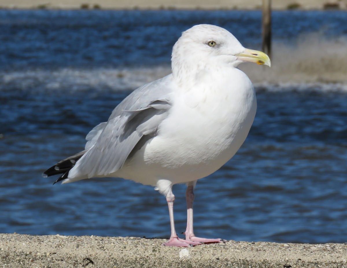American Herring Gull - ML643379320