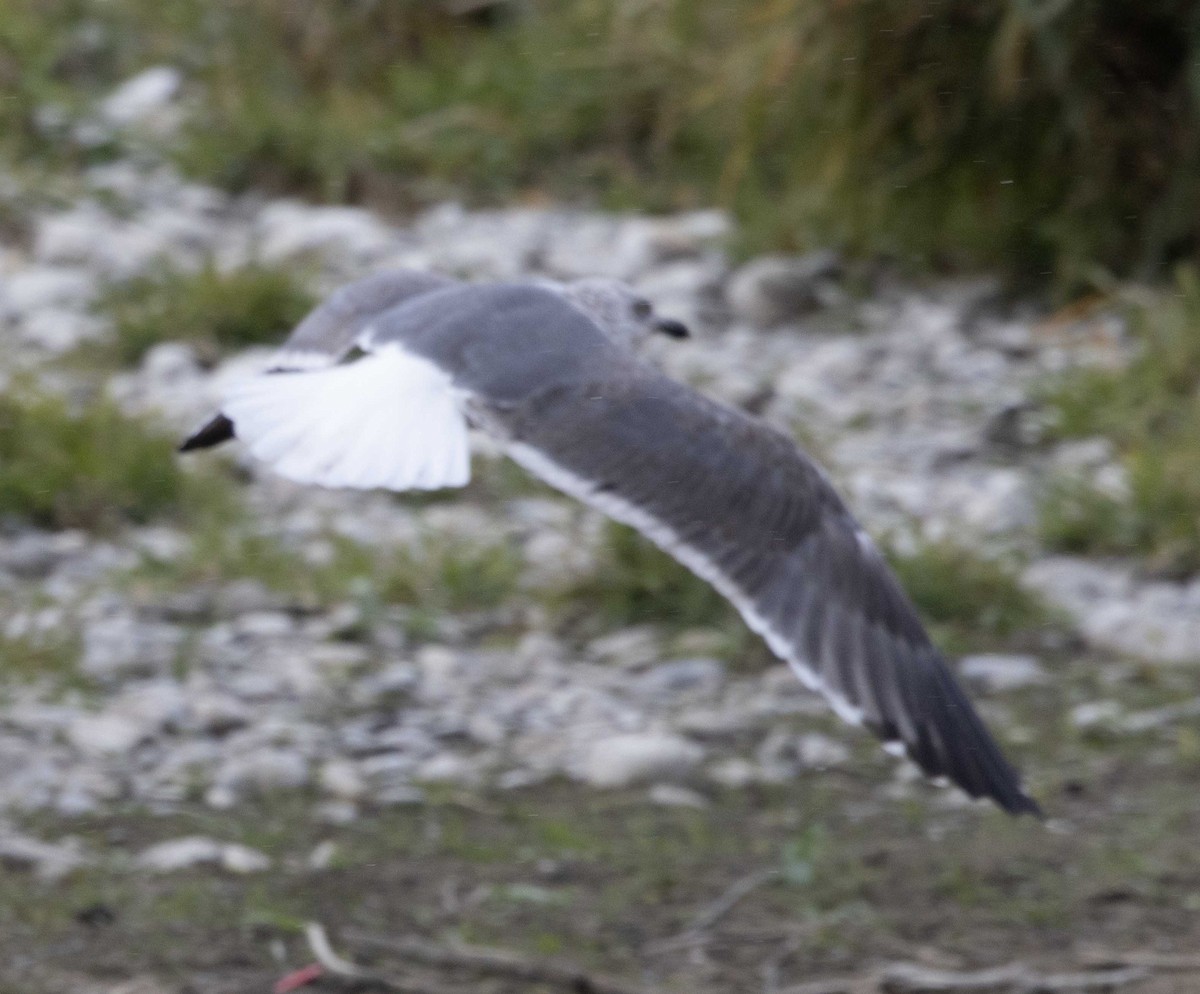 Kaio iluna - ML643379322