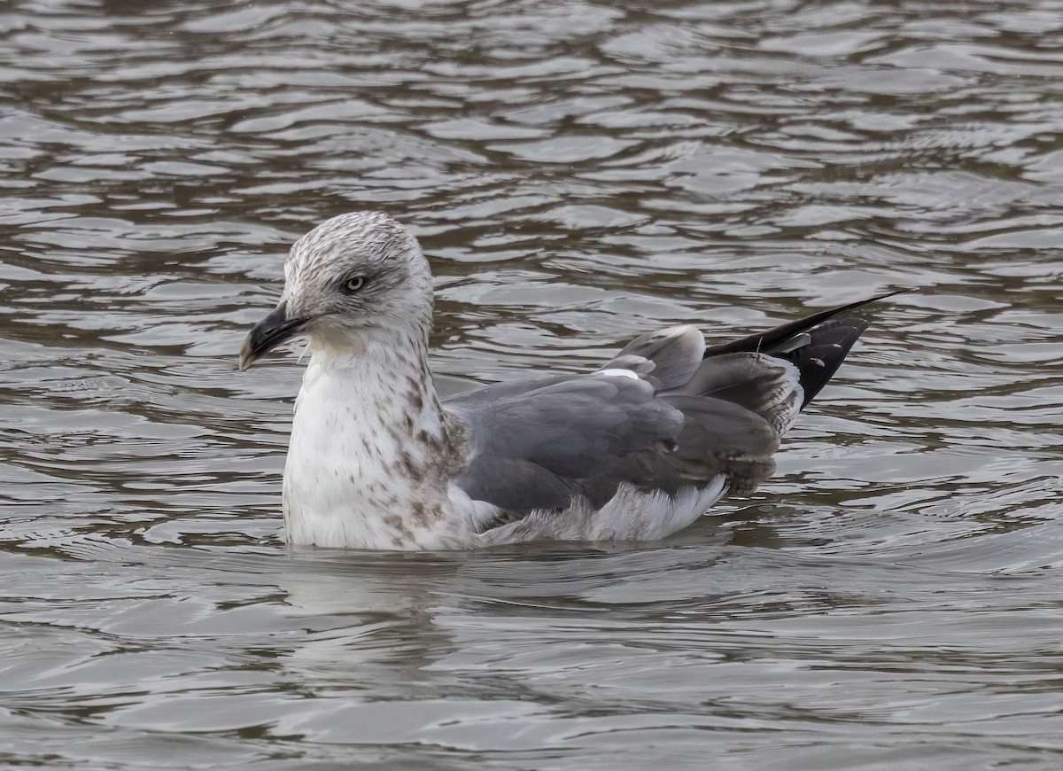 Kaio iluna - ML643379323