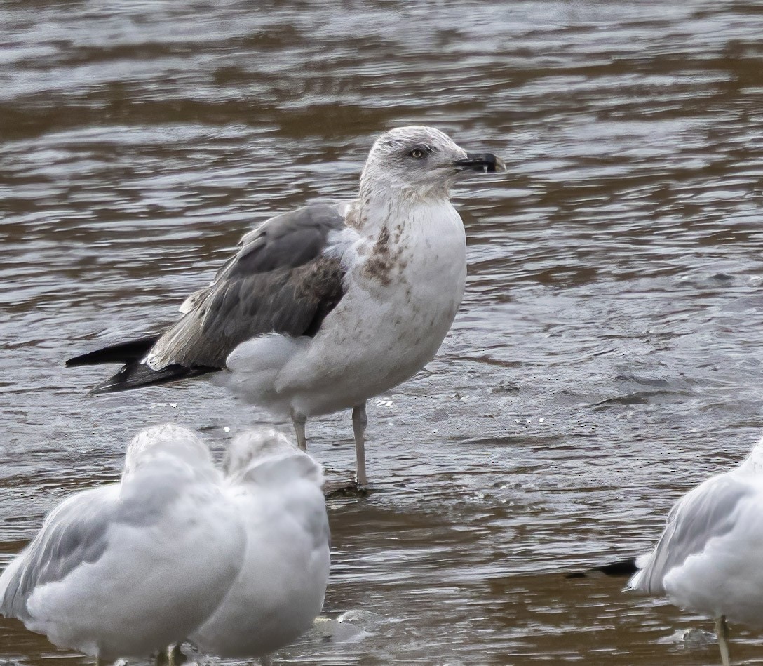 Kaio iluna - ML643379324