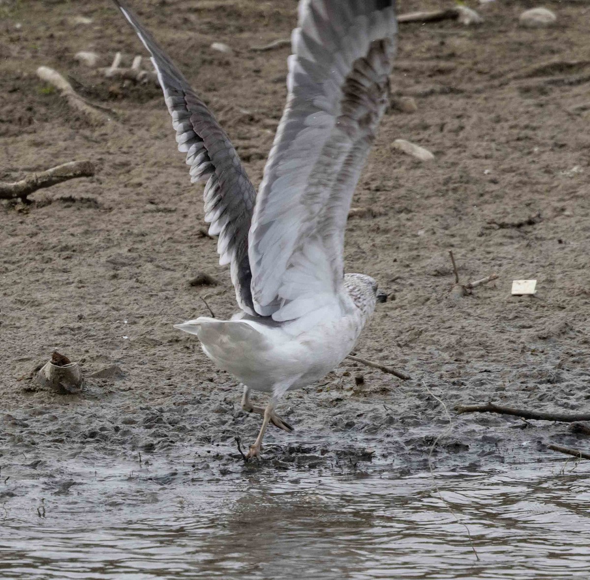 Kaio iluna - ML643379325