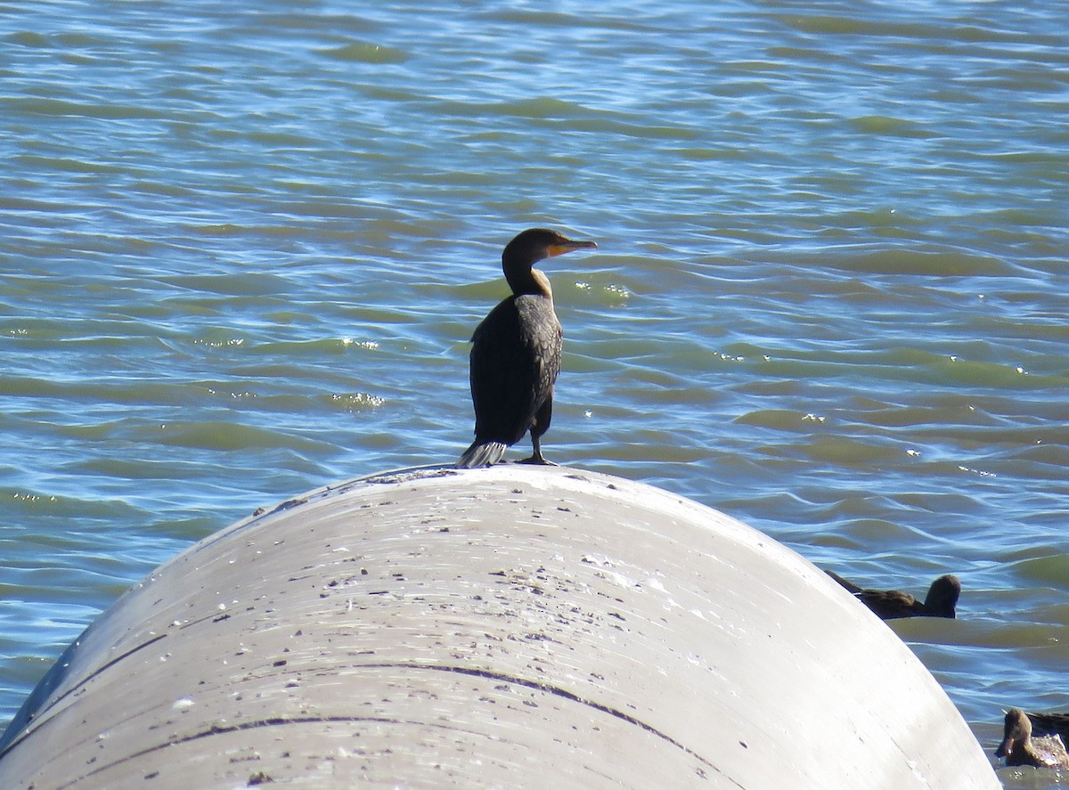 Double-crested Cormorant - ML643379347