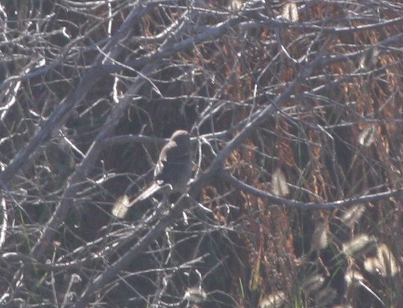 Lazuli Bunting - ML643379351